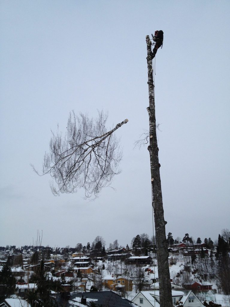 Trefelling-en person høyt i toppen av et tre