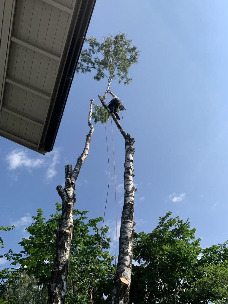 Trefelling-Arboristen fjerner toppen av et tre